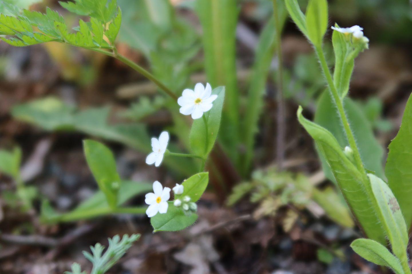 沼泽勿忘草 - 知乎