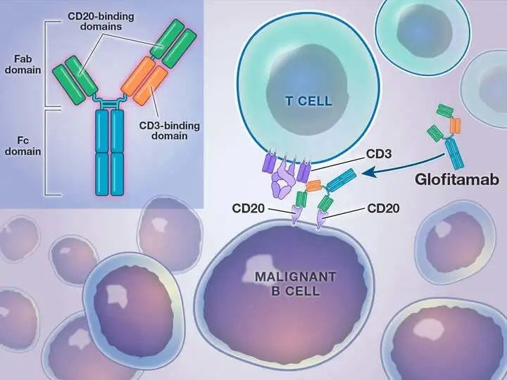 6月FDA批准新药：罗氏死磕CD3/CD20双抗，辉瑞抢滩斑秃疗法 - 知乎