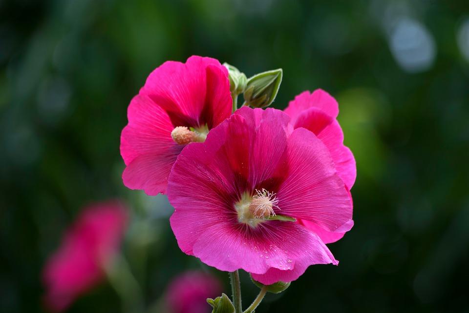 韩语解读你的生日花 6月23日 접시꽃 知乎