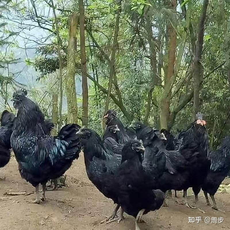 乌蒙磅礴藏珍羽:解码千年盐津乌骨鸡的基因与文明传承 - 知乎