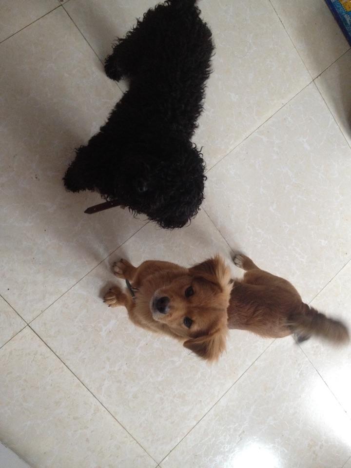 突然想记录一下我养的小串串狗儿 - 知乎