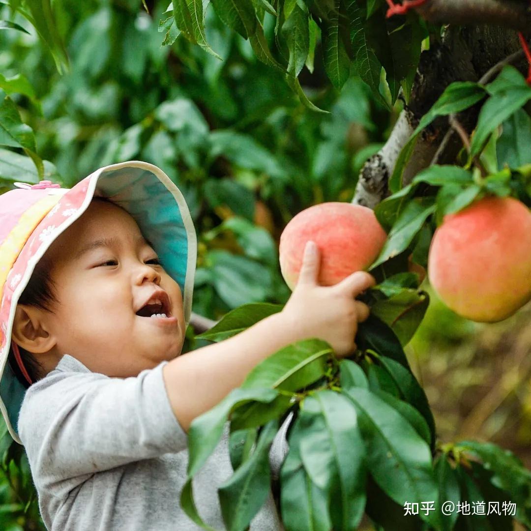 软桃党狂喜!一份靠谱的中国蜜桃分布指南 - 知乎