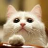 炎症性肠病IBD】猫吐毛球的本质原因是什么？ - 知乎