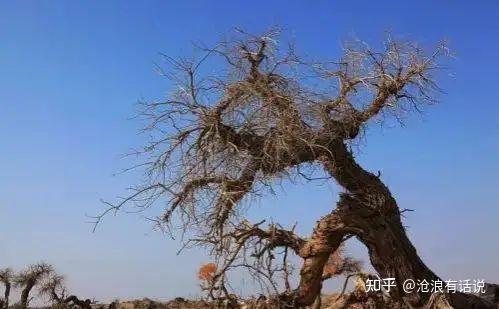 要么使劲活要么使劲死