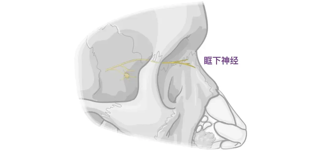 人体解剖学基础:鼻子 - 知乎