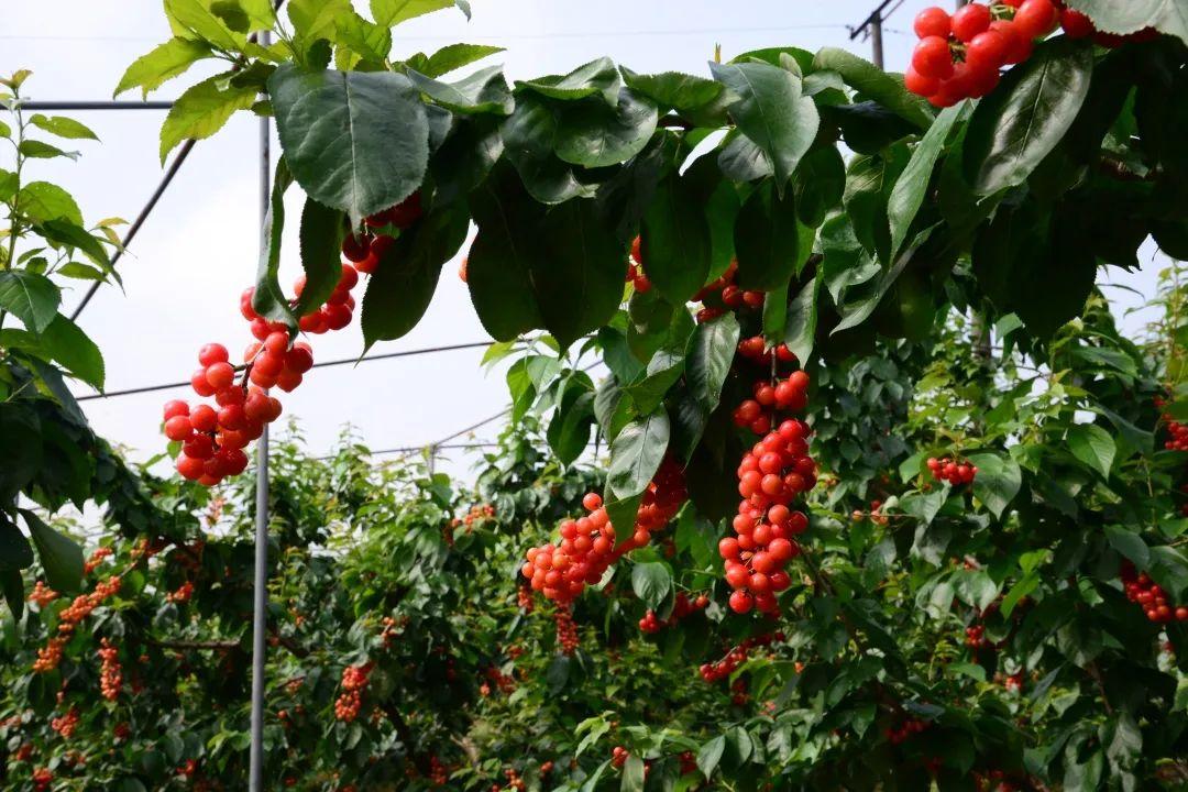 搞快金堂樱桃熟了门票已替你搞定