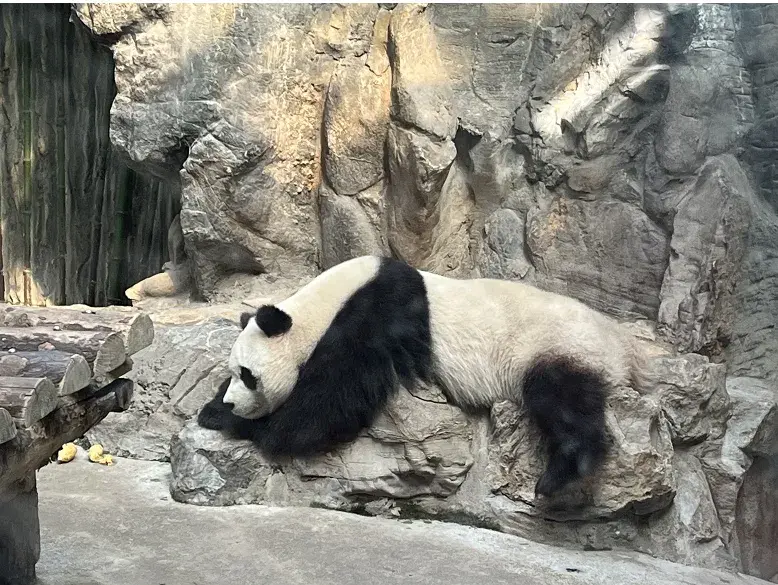 陕西汉中惊现大熊猫化石,揭开远古熊猫神秘面纱!它是怎么死的?
