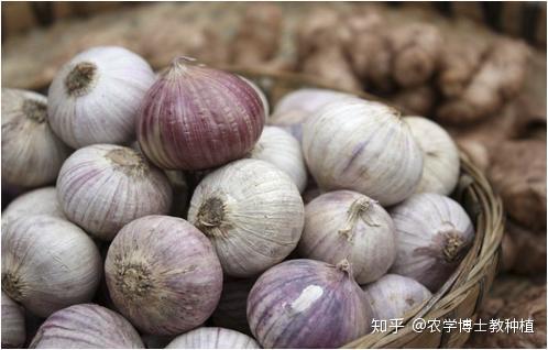 都是大蒜,为何它营养高价格贵?解密“蒜中珍珠”独头蒜 - 知乎