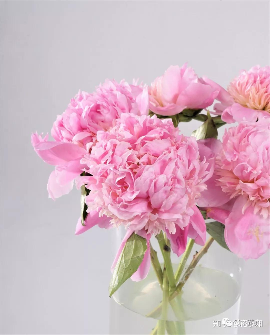 这朵粉色芍药,简直是少女心的收割机,花色轻盈,花型可爱,清新粉嫩的