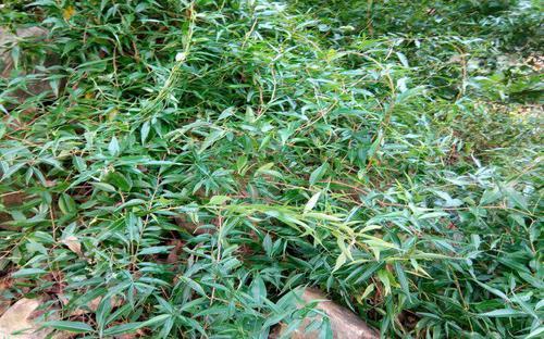 生态保护先锋树种—杠柳可用植物非试管高效快繁技术快繁 - 知乎