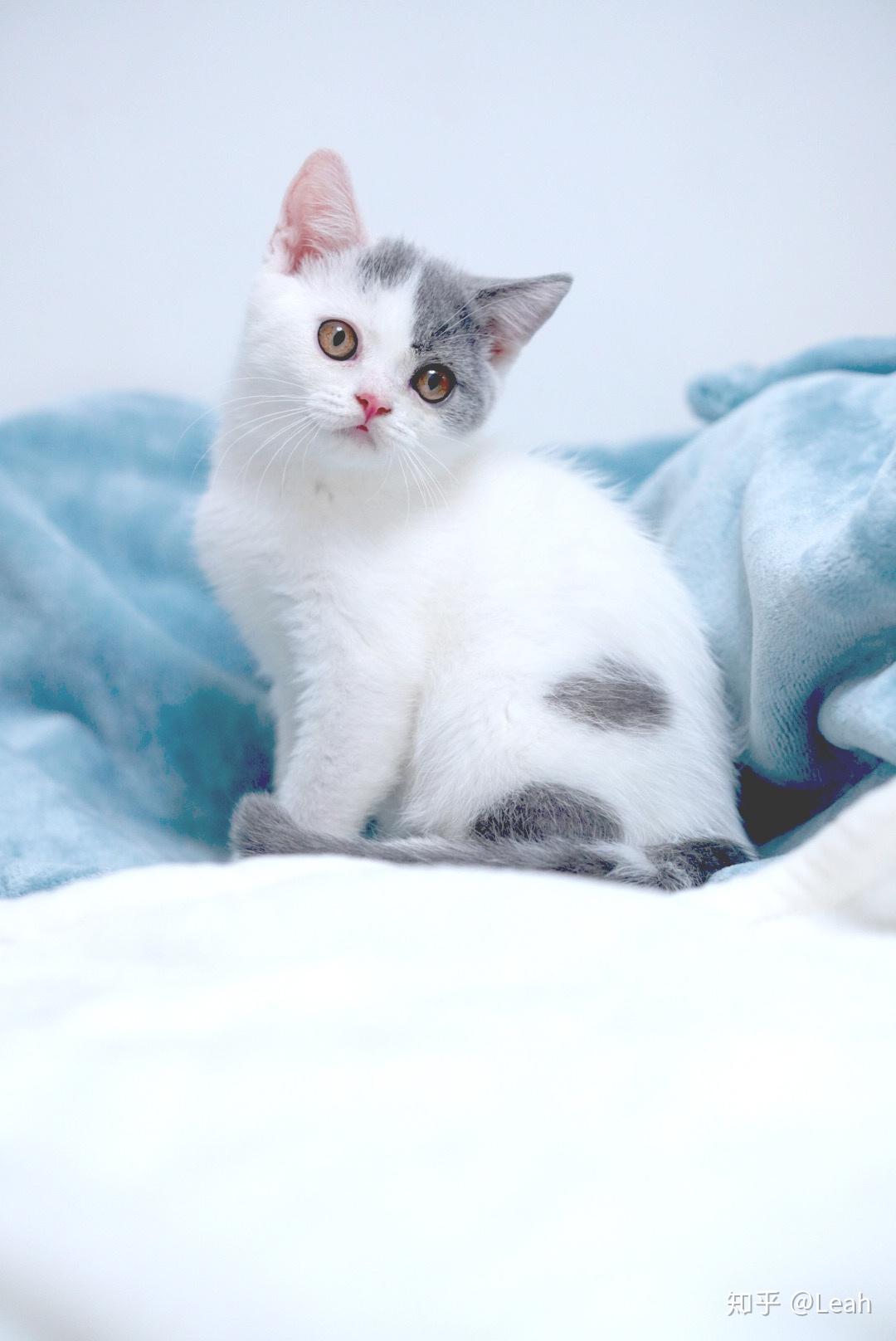 英短蓝白乳白三花坐标昆明