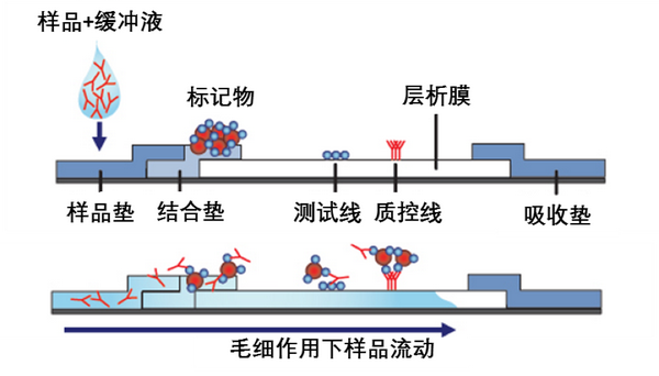 滴血测艾 就可以 滴血测癌 就不行 上 知乎