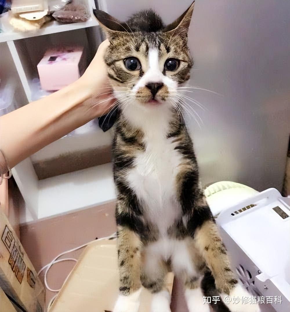 过来人告诉你,这样“抱猫”是不对的,难怪被猫咬 - 知乎