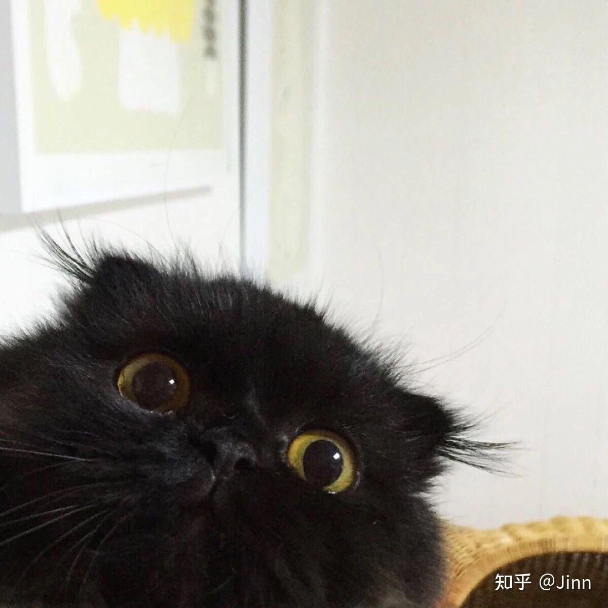 有哪些好看的黑猫头像? - 知乎