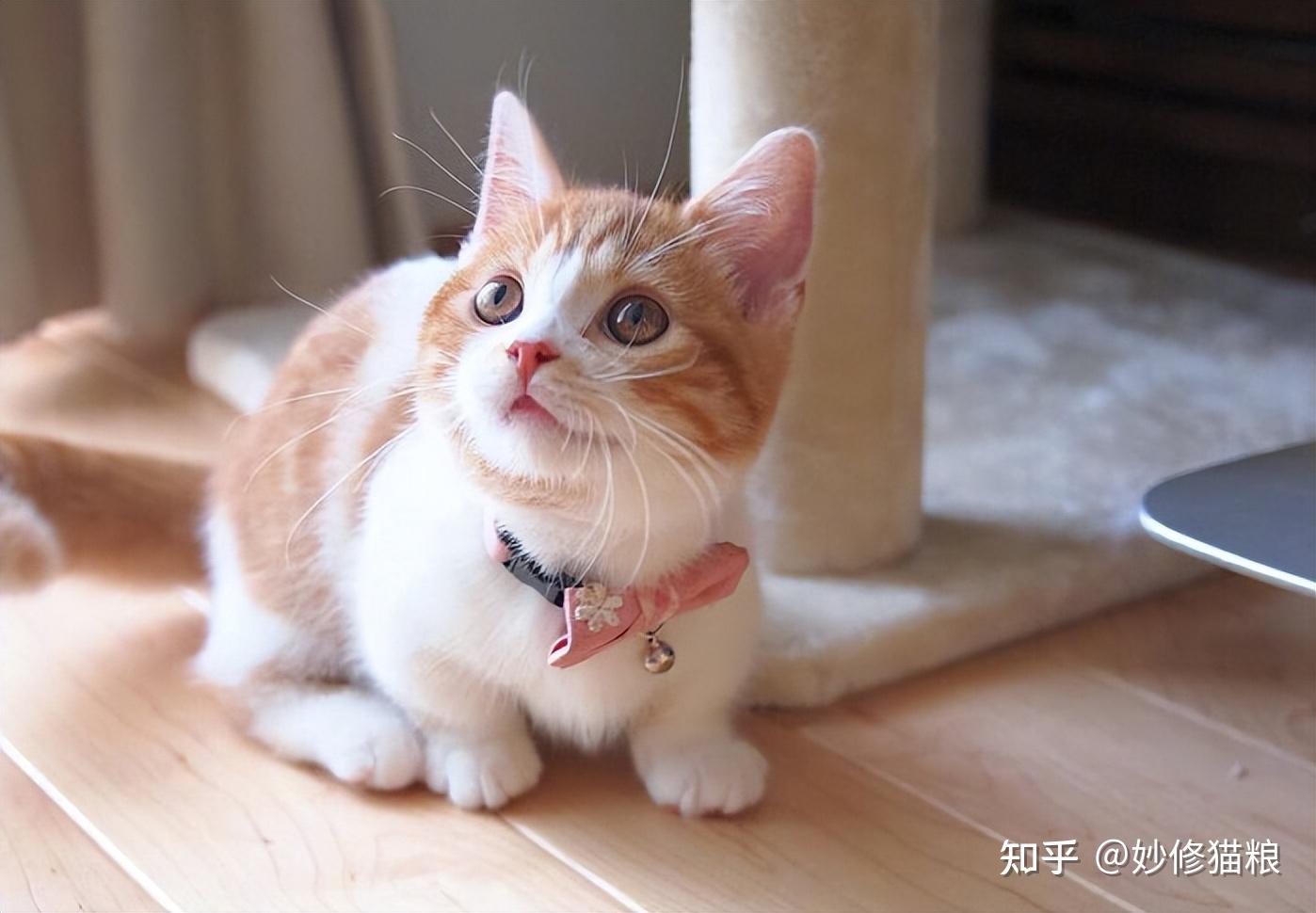 这5种"国产猫咪",好养便宜又好看,一点都不比洋猫差 - 知乎