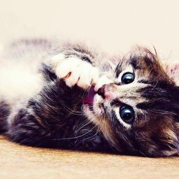 威尔斯猫 - 知乎