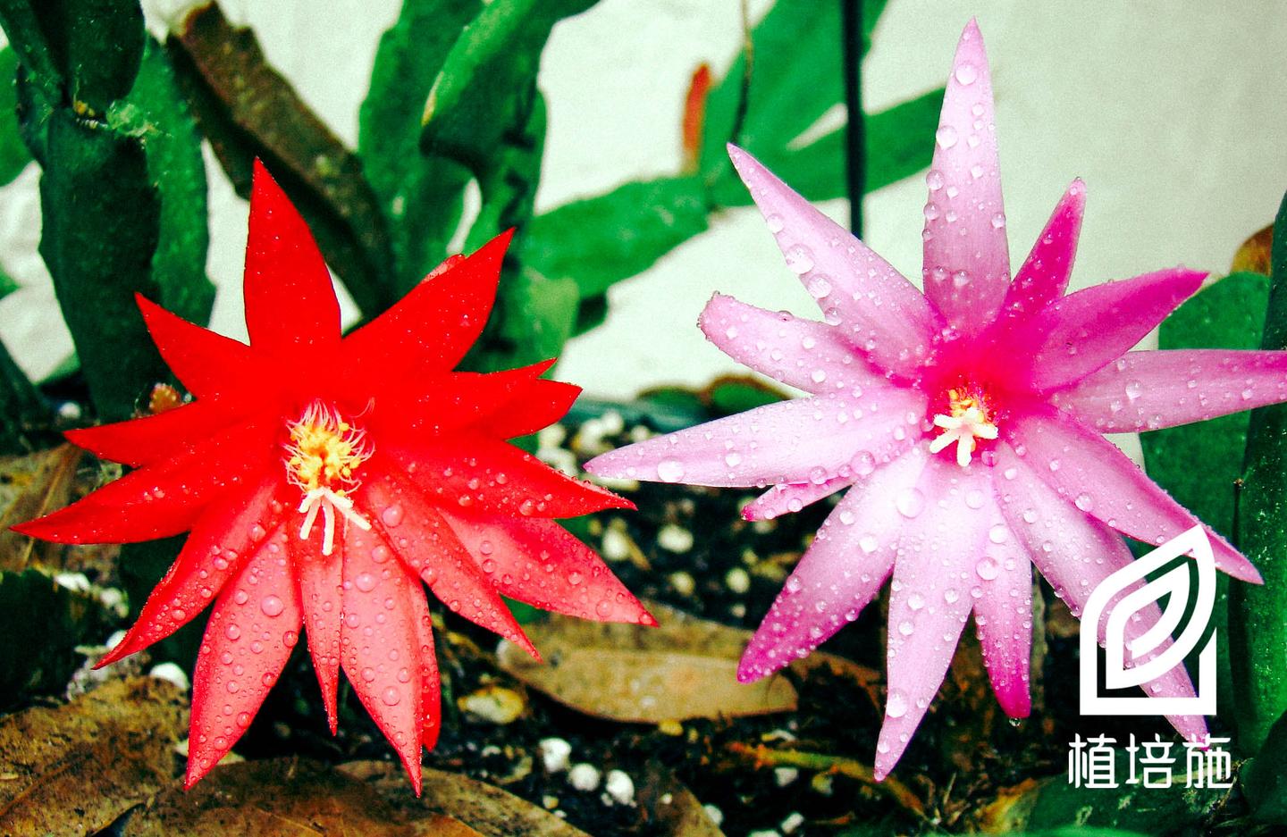 植培施 假昙花rhipsalidopsis Gaertneri 仙人掌植物栽培手册 知乎 植培施 假昙花rhipsalidopsis Gaertneri 仙人掌植物栽培手册 知乎