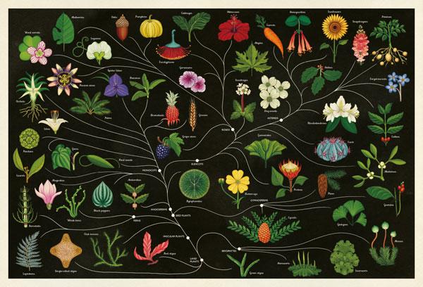 的 katie scott↓ 一页文字,一页图片,清晰明了还有动物篇 animalium