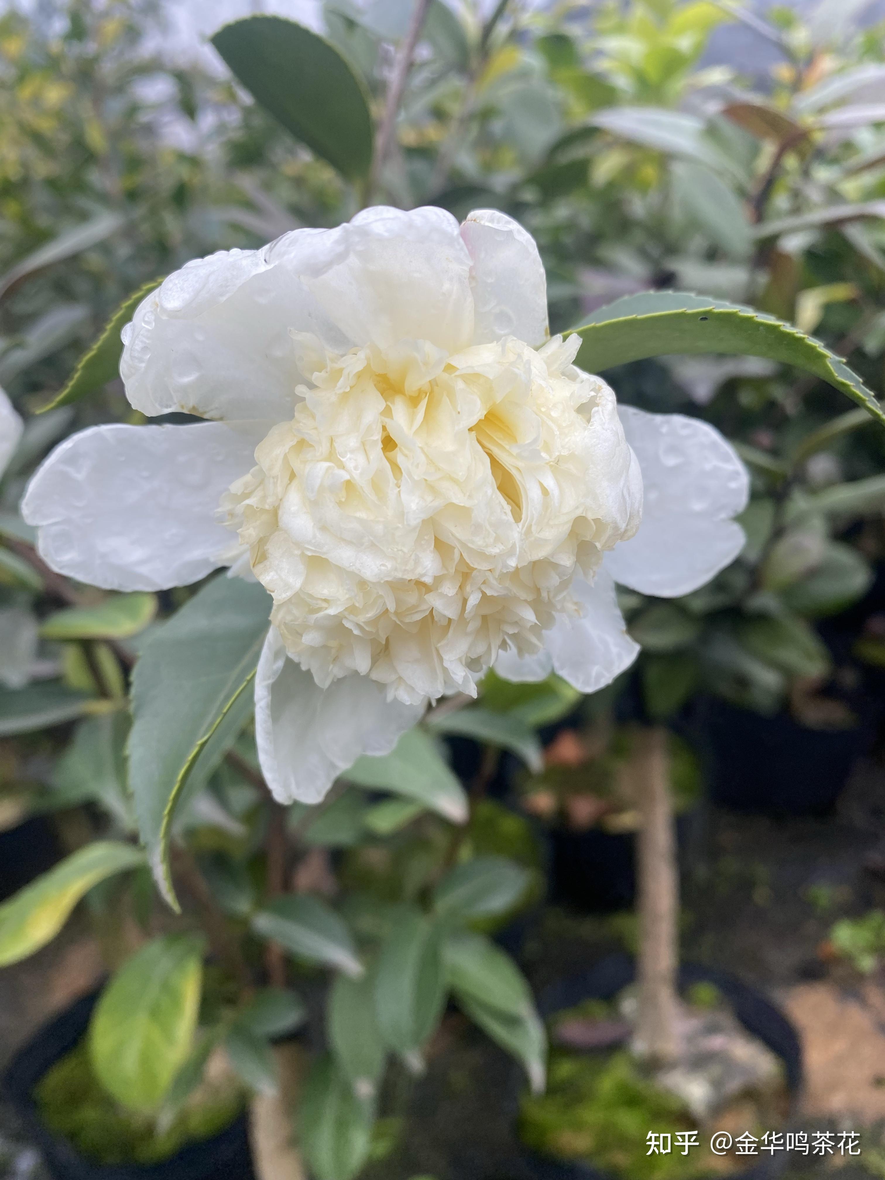 黄海内宝珠开了茶梅