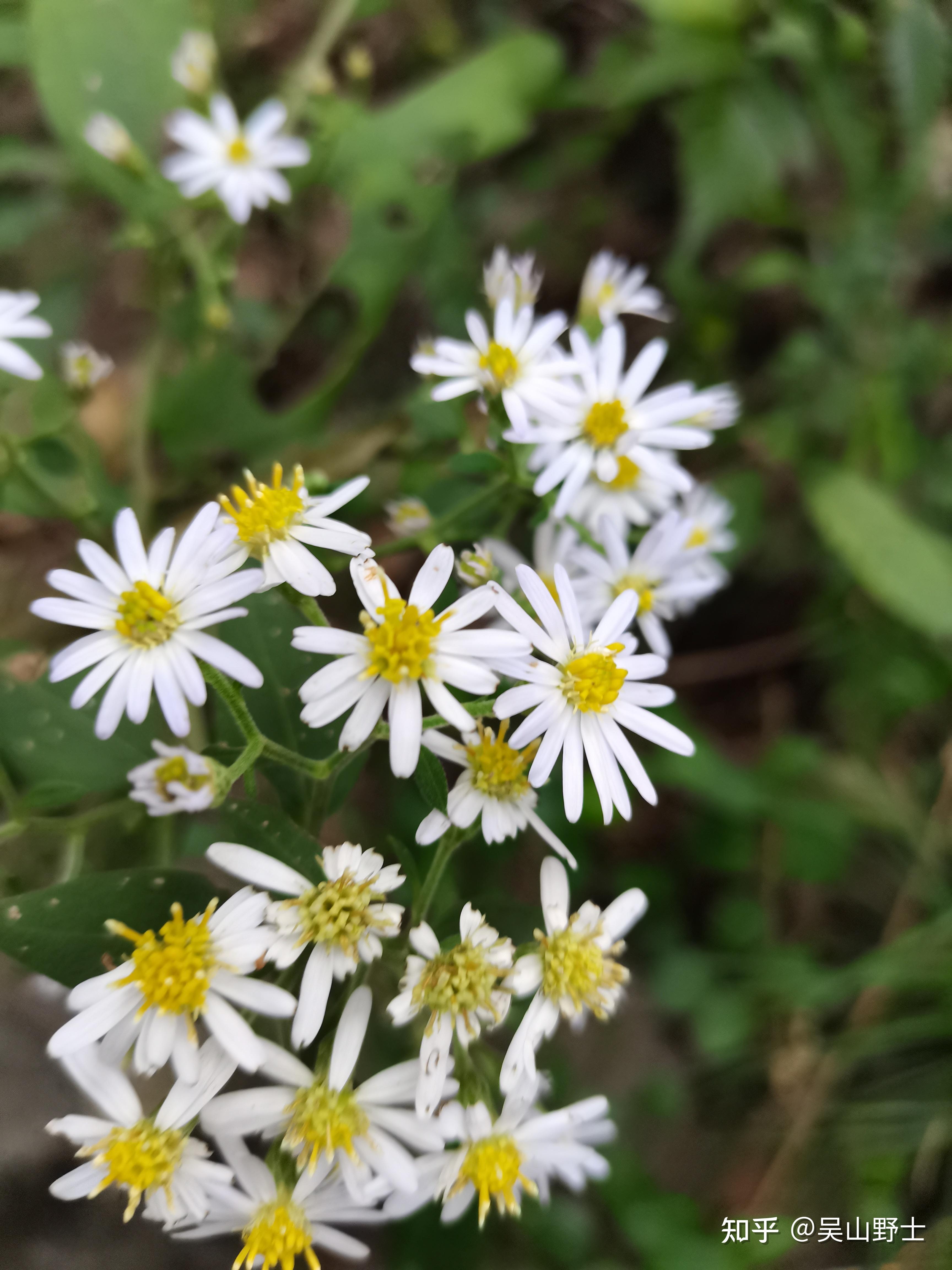 常年青,白花千里光,八月霜,八月白,白马兰,马兰,红管药,路边菊,田边菊