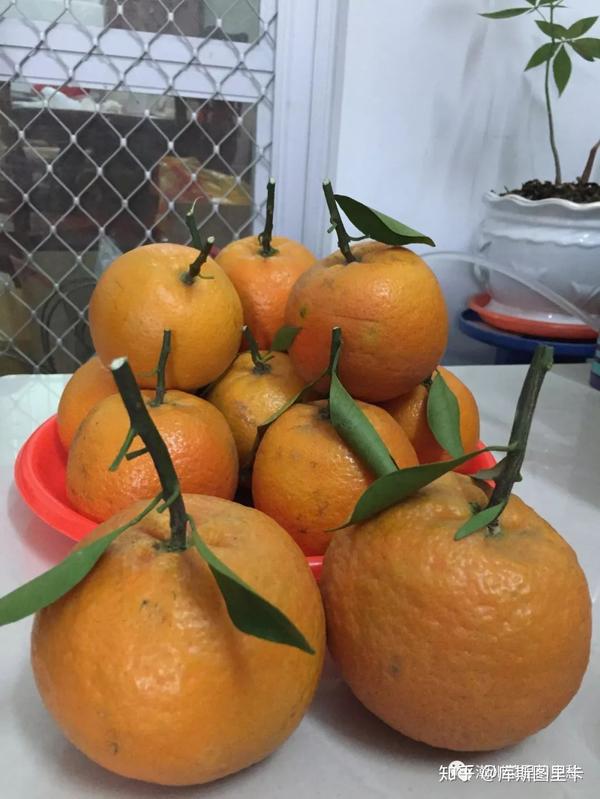 故园柑香是新正