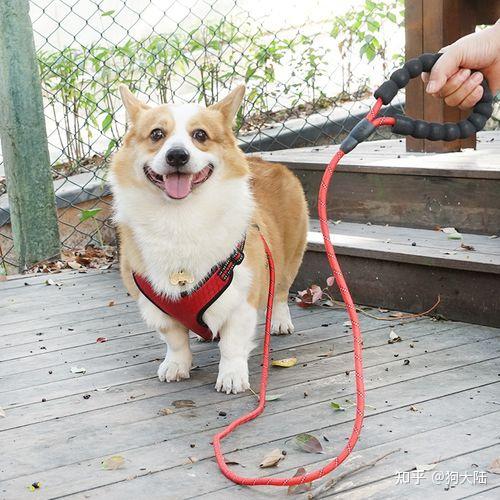 6,飼養成本低柯基其實飼養成本並不高,不怎麼需要做美容,洗澡的價位也