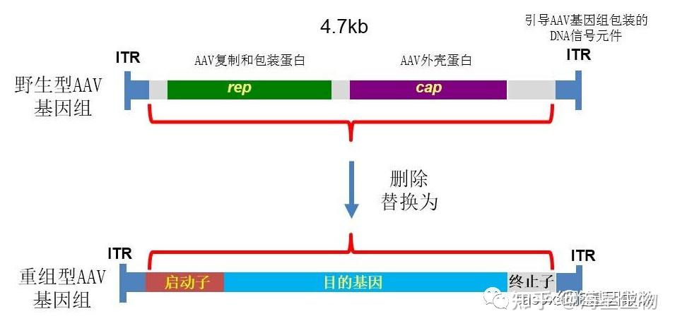 AAV病毒和它的血清型们 - 知乎
