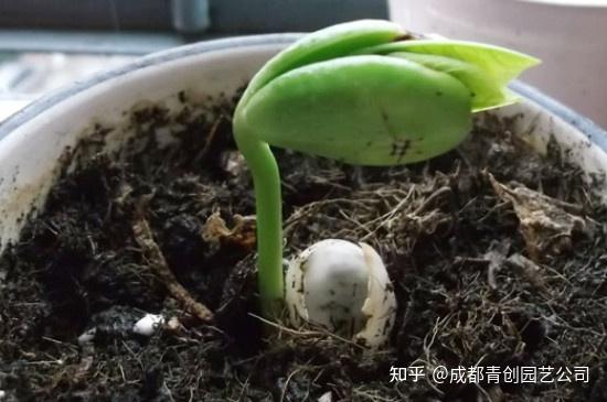 魔豆怎么种植? - 知乎
