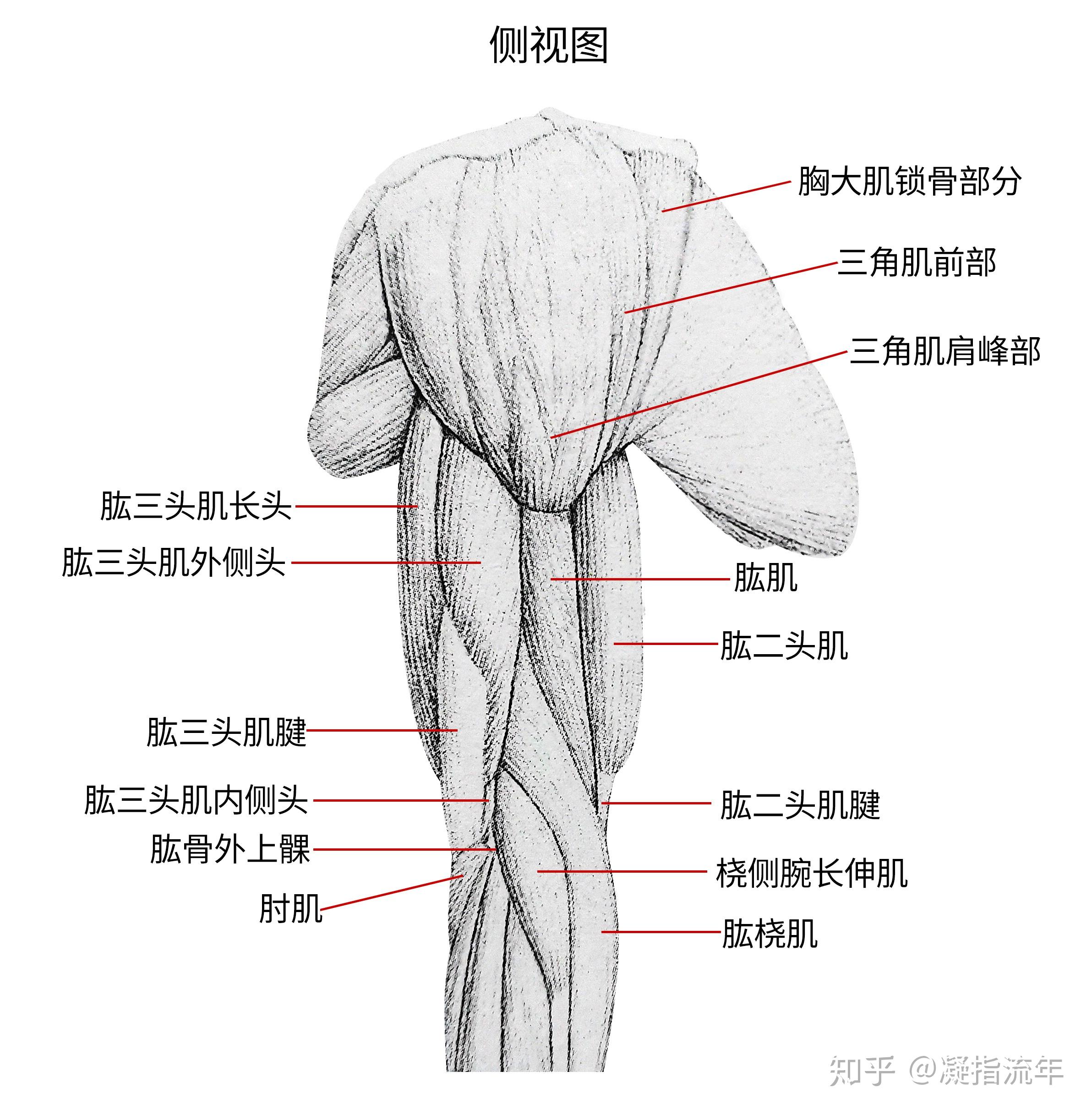 大臂肌肉结构图片