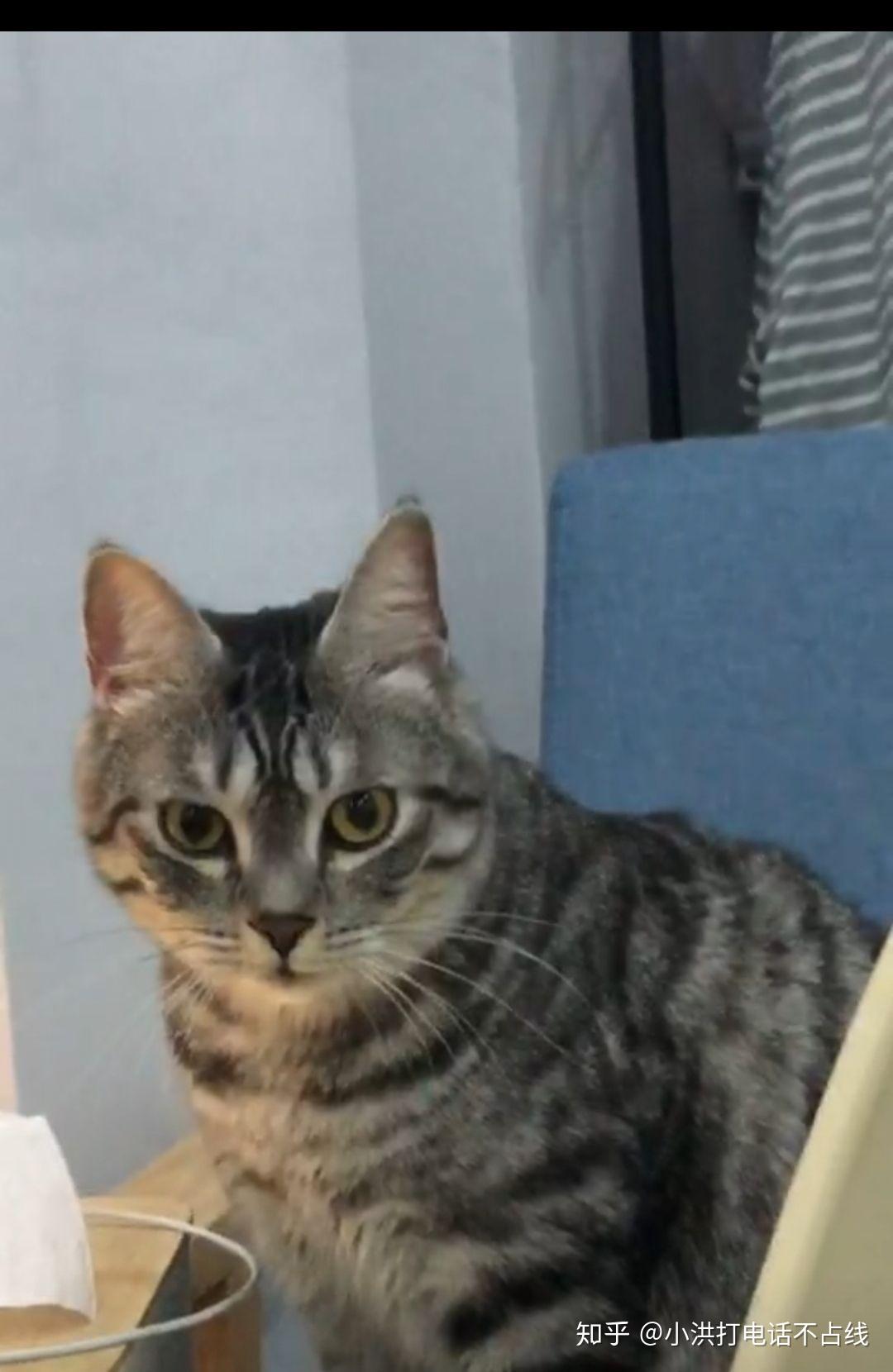 如何区分狸花猫和美国短毛猫