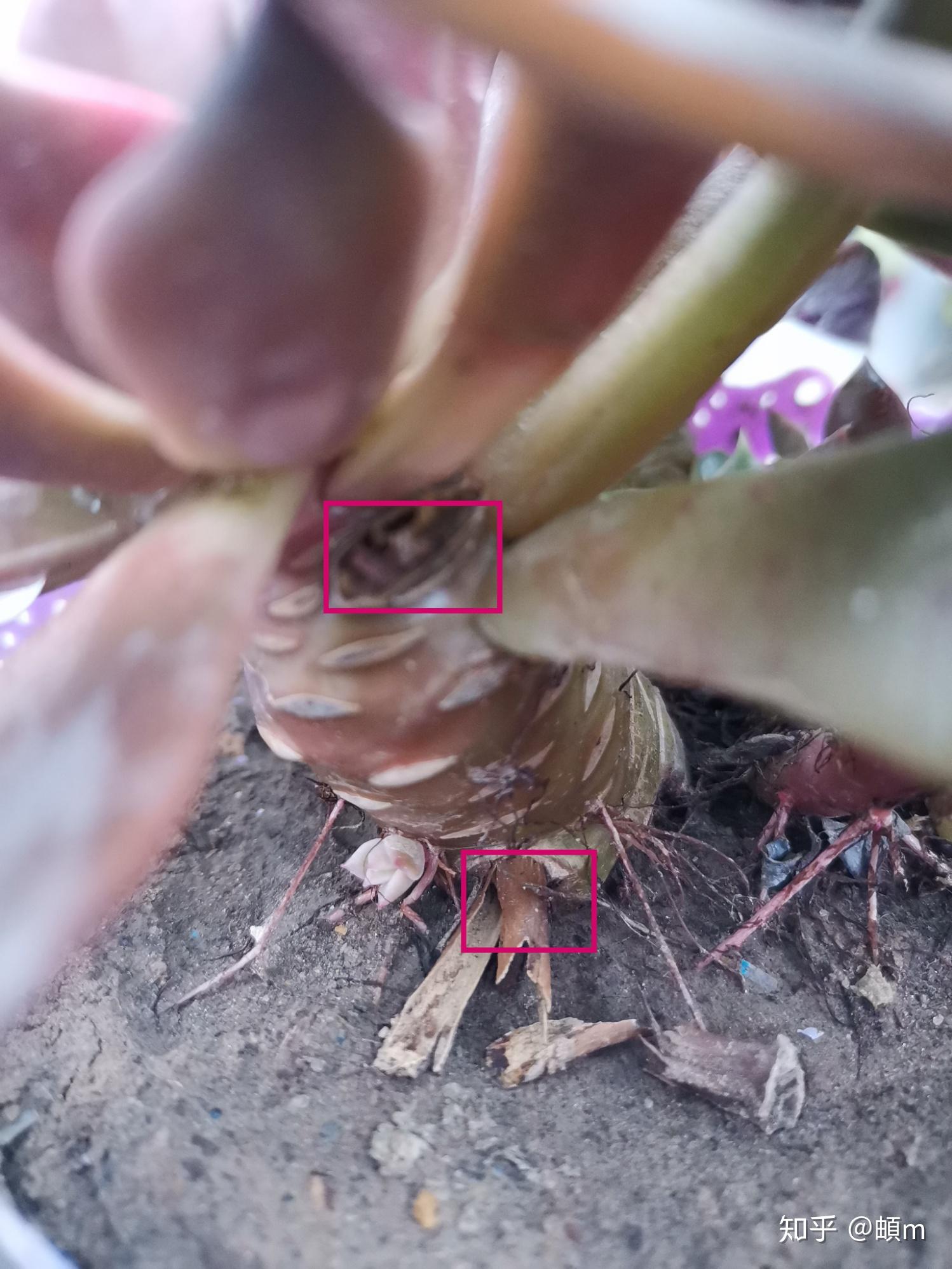 多肉叶插多久能发芽长出 v2-2532895eaa5c255007870af61be049e8_r.jpg