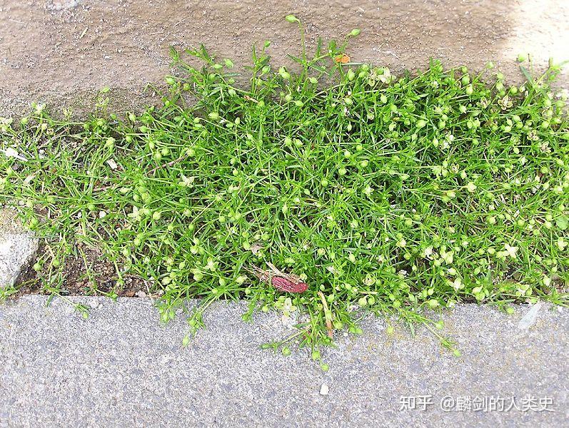 【植物界全系列】石竹目—石竹科(七):漆姑草