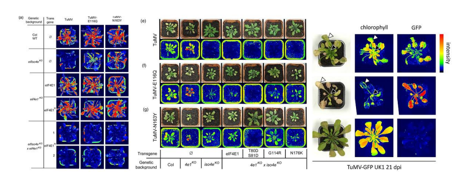 易科泰植物表型成像技术应用:植物病害表型组学分析(一) - 知乎