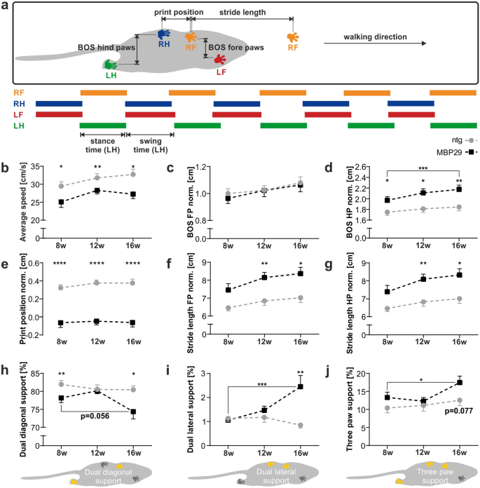 visugait小动物步态分析系统在神经病理性疼痛模型大鼠中的应用