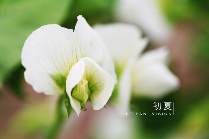 初夏在诗中 知乎