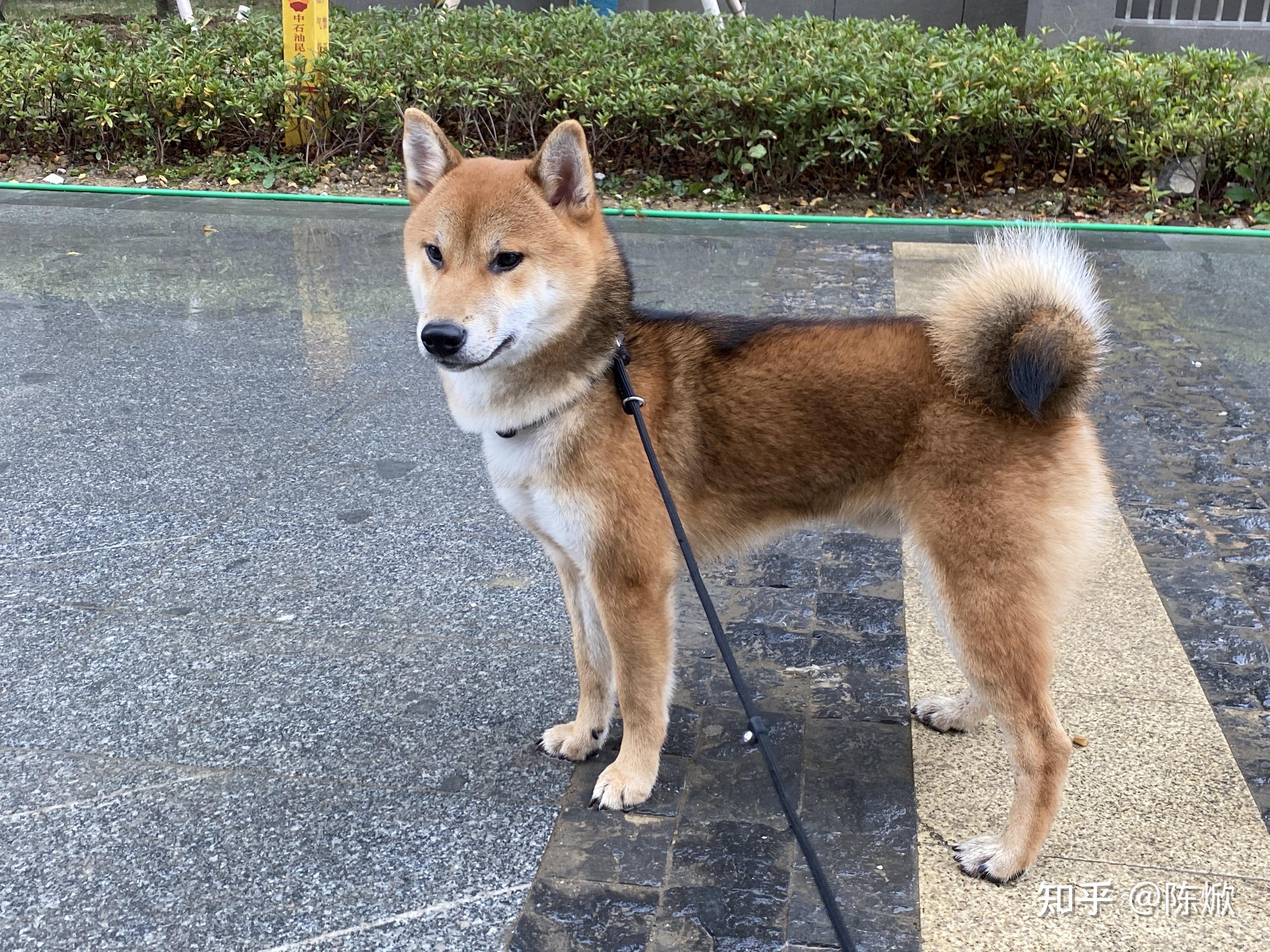 咋看柴犬以后长得啥样啊