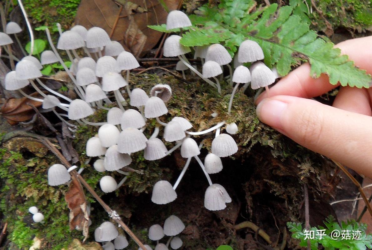 白色白鬼伞蘑菇图片