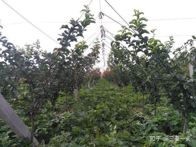 日本这种梨树栽培方式,国内也是一直在悄悄研究的