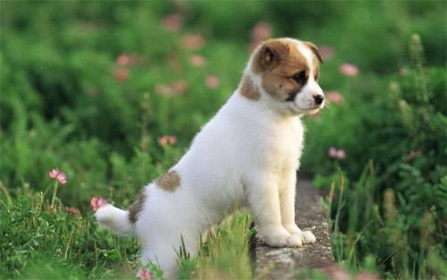 短篇 犬王 08 结 知乎 短篇 犬王 08 结 知乎