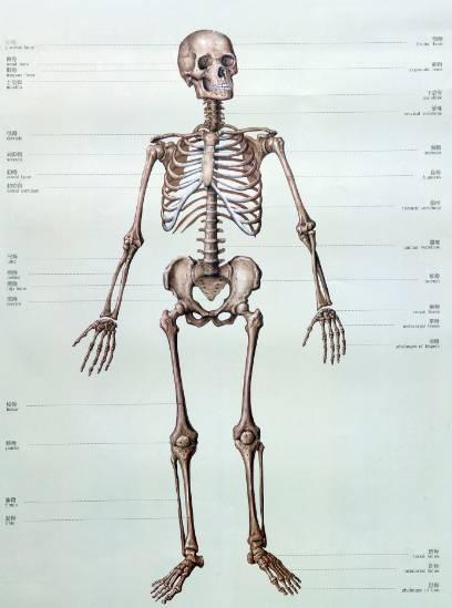 人体解剖学 知乎
