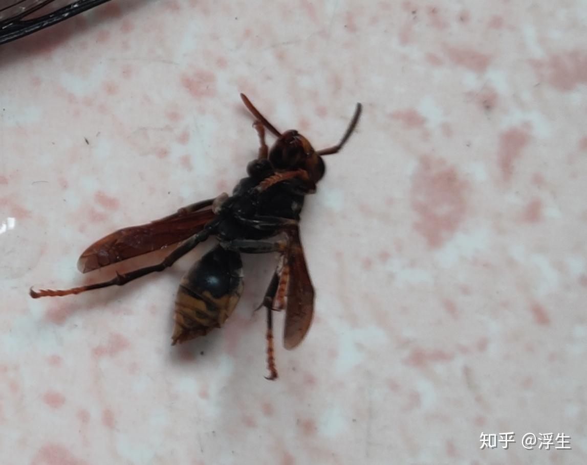 昆虫标本系列--黄蜂