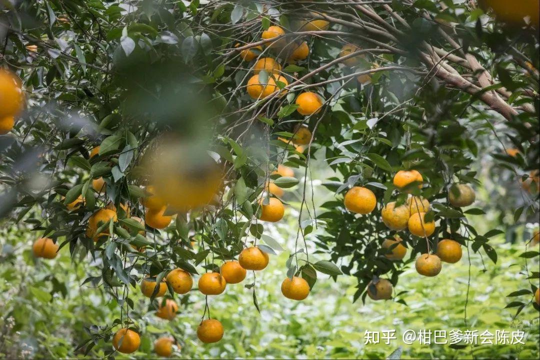 广西桂人堂金花茶产业集团股份有限公司_广西钦州市浦北教育网_广西浦北县柑浦堂健康产业有限公司