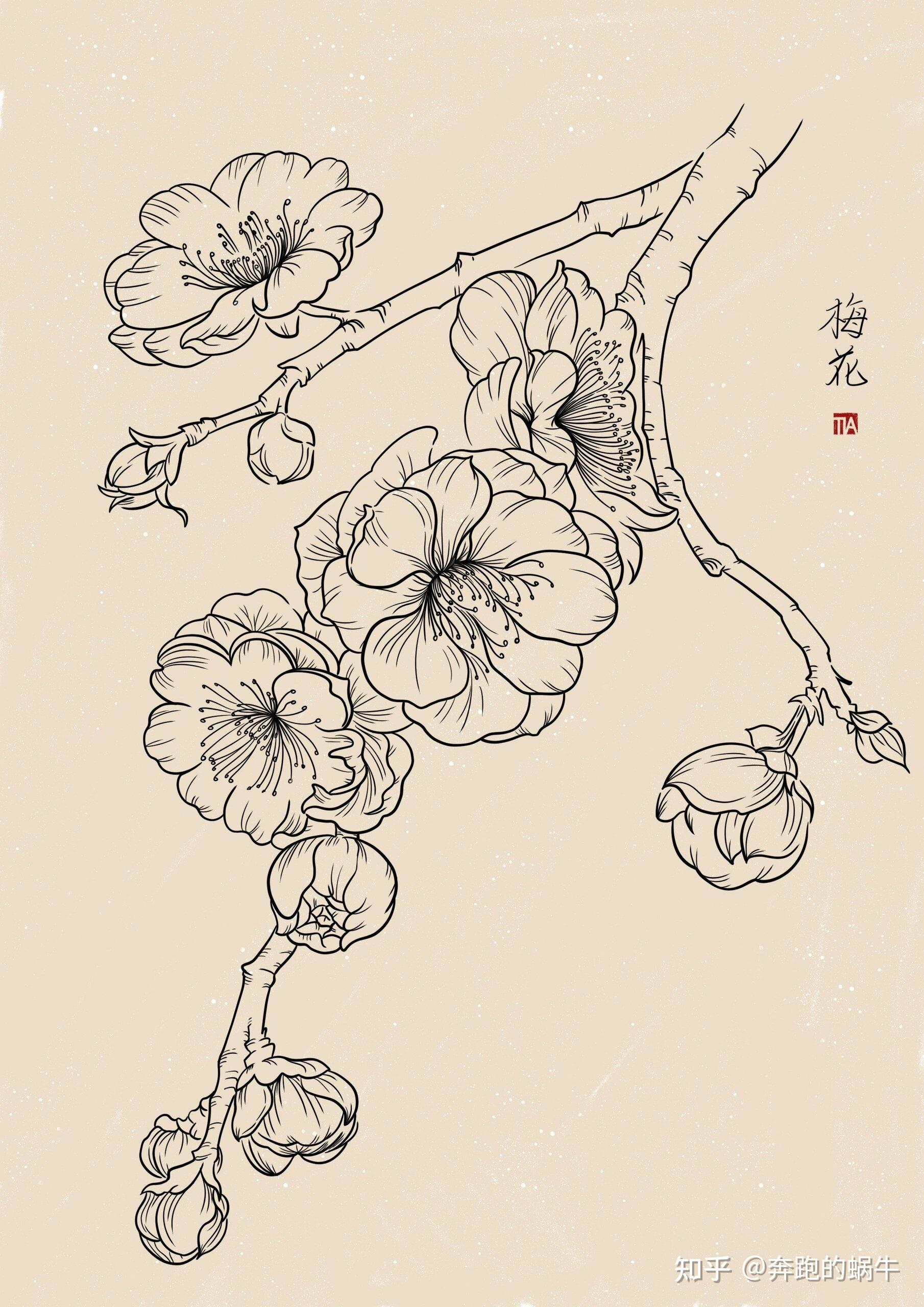 三步分清梅花樱花桃花附手绘插画