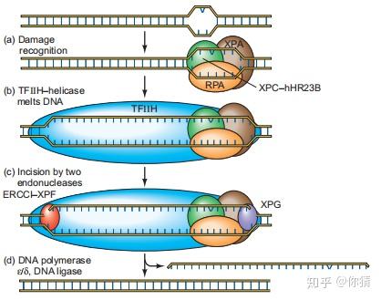 分子生物学dna损伤与修复