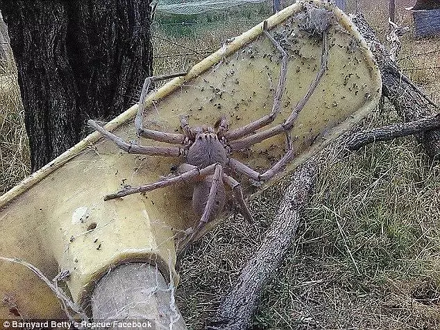 巨型蜘蛛吃霸王龙图片
