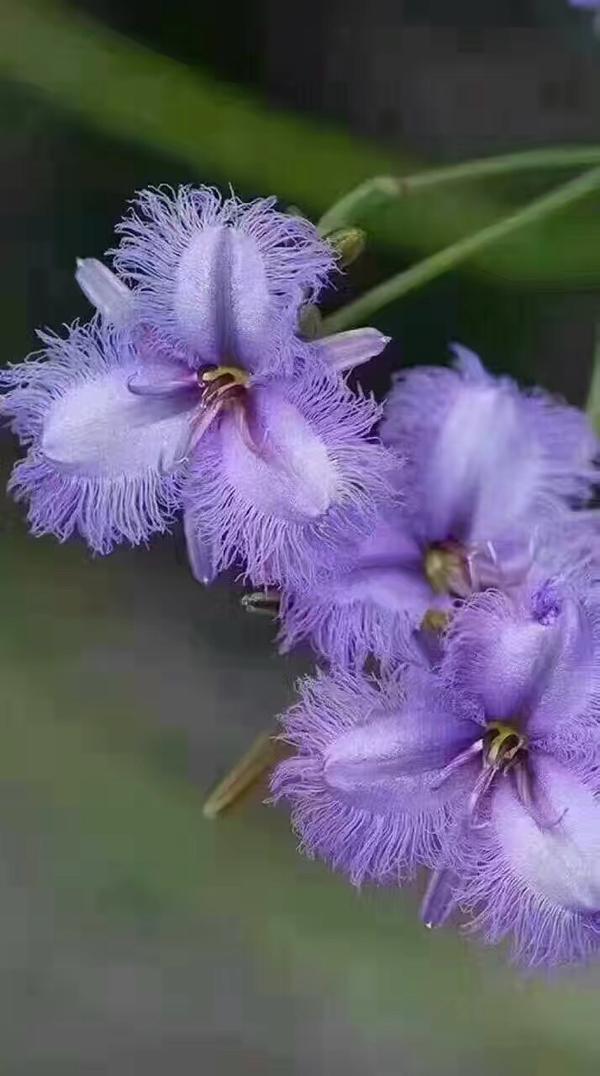 请问这是什么花 紫色的 三片花瓣 知乎