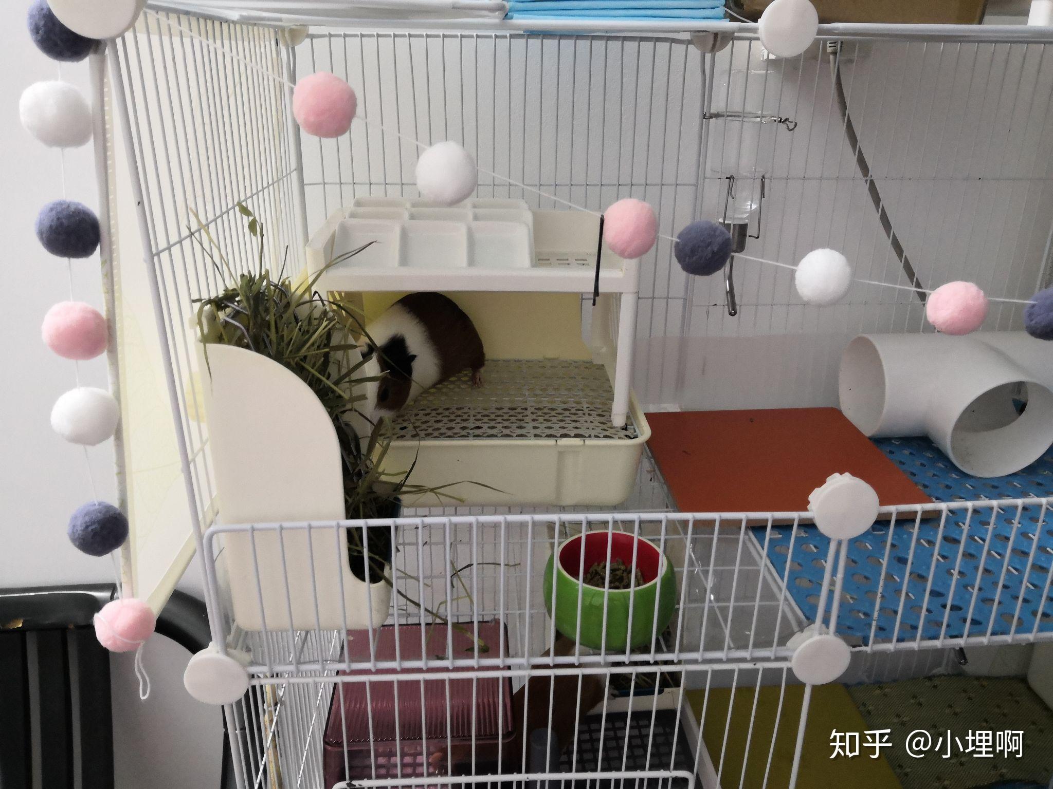 下午时路边的草可以给豚鼠吃吗?