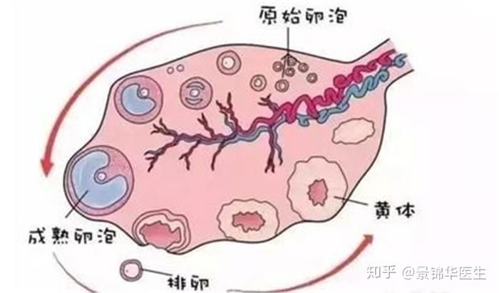 增加卵泡储备吃什么药