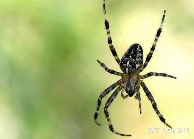 家里有一种小蜘蛛,全黑,腿细而短,身体圆圆的而且很硬,请问是什么蜘蛛