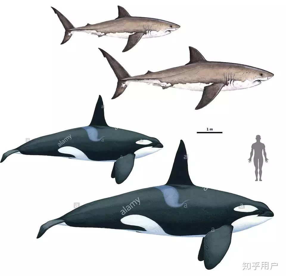 鲨鱼和鲸鱼哪个厉害
